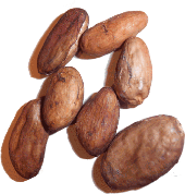 cacaobeans