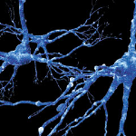 neuroplasticity1