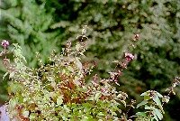 oregano2