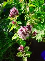 oregano3